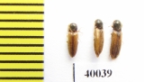 Elateridae sp.  Russia, Tver reg. - INSECTS-STORE.RU