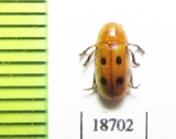Chrysomelidae sp.  Laos - INSECTS-STORE.RU