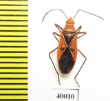 Hemiptera sp.  Cuba - INSECTS-STORE.RU
