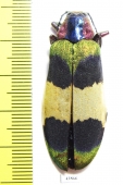 Chrysochroa corbetti  Thailand - INSECTS-STORE.RU