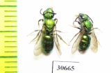 Hymenoptera sp.  Canada - INSECTS-STORE.RU