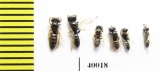 Hymenoptera sp.  Tajikistan - INSECTS-STORE.RU