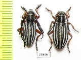 Dorcadion sokolovi, pair  Kazakhstan - INSECTS-STORE.RU