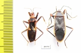 Hemiptera sp.  Thailand - INSECTS-STORE.RU