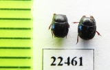 Histeridae sp.  Peru - INSECTS-STORE.RU