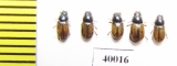 Aphodius pustulifer  Uzbekistan - INSECTS-STORE.RU