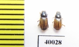 Aphodius pustulifer  Uzbekistan - INSECTS-STORE.RU