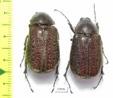 Melolonthinae sp.  Ecuador - INSECTS-STORE.RU