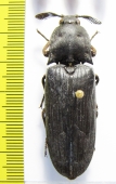 Elateridae sp.  Ethiopia - INSECTS-STORE.RU