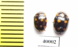 Erotylidae sp.  Indonesia, Sumatra - INSECTS-STORE.RU