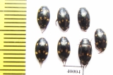 Dytiscidae sp.  Philippines - INSECTS-STORE.RU