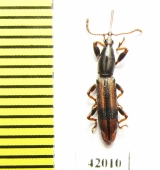 Brentidae sp.  South Africa Rep. - INSECTS-STORE.RU