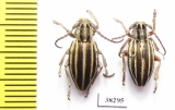 Dorcadion hellmanni  Turkey, Van prov. - INSECTS-STORE.RU