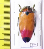 Metaxymorpha apicalis  Indonesia, Aru isl. - INSECTS-STORE.RU