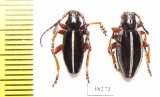 Dorcadion sp., pair  Turkey, Mus prov. - INSECTS-STORE.RU