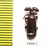Paussinae sp.  South Africa Rep. - INSECTS-STORE.RU