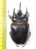 Strategus longichomperus  Mexico 55mm - INSECTS-STORE.RU