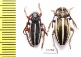 Dorcadion scabricolle ssp., pair  Turkey, Mus prov. - INSECTS-STORE.RU