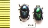 Oniticellus sp.? pair  South Africa Rep. - INSECTS-STORE.RU
