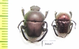 Gymnopleurus sp.  Zambia - INSECTS-STORE.RU