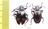 Endomychidae sp.  Philippines - INSECTS-STORE.RU