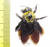 Hymenoptera, Xylocopa sp.  India, Meghalaya - INSECTS-STORE.RU