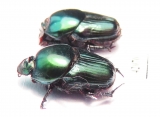 Oniticellus sp.? pair  South Africa Rep. - INSECTS-STORE.RU