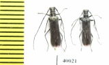 Eumecocera impustulata  Russia, Far East - INSECTS-STORE.RU
