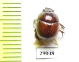 Bolboceratinae sp.  Tanzania - INSECTS-STORE.RU