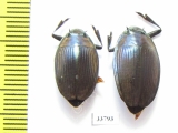 Enhydrus sulcatus, pair  Brasilia - INSECTS-STORE.RU