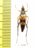 Nakanea vicaria  Russia, Far East - INSECTS-STORE.RU