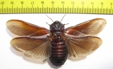 Blattodea sp.  South Africa Rep. - INSECTS-STORE.RU