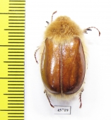 Sparrmannia alopex  South Africa Rep. - INSECTS-STORE.RU