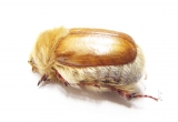 Sparrmannia alopex  South Africa Rep. - INSECTS-STORE.RU