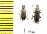 Alosterna diversipes  Russia, Far East - INSECTS-STORE.RU