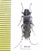 Agapanthia daurica  Russia, Far East - INSECTS-STORE.RU