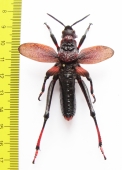 Orthoptera sp.  South Africa Rep. 53mm - INSECTS-STORE.RU