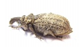 Curculionidae sp.  South Africa Rep. - INSECTS-STORE.RU