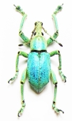 Curculionidae - INSECTS-STORE.RU
