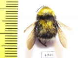 Hymenoptera sp.  Colombia - INSECTS-STORE.RU