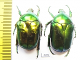 Protaetia speciosissima  Russia, Voronezh reg. - INSECTS-STORE.RU