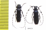 Agapanthia amurensis  Russia, Far East - INSECTS-STORE.RU