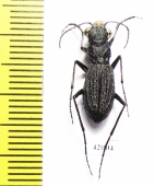Dromica sp., male  South Africa Rep. - INSECTS-STORE.RU