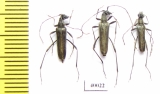 Strangalomorpha tenuis  Russia, Far East - INSECTS-STORE.RU
