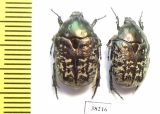 Protaetia karelini  Russia, Volgograd reg. - INSECTS-STORE.RU