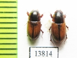 Aphodius immundus  Russia, Astrakhan reg. - INSECTS-STORE.RU