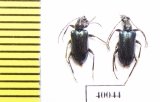 Dinoptera minuta  Russia, Far East - INSECTS-STORE.RU