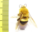 Hymenoptera sp.  Colombia - INSECTS-STORE.RU