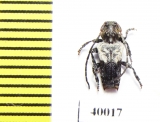 Pogonocherus dimidiatus  Russia, Far East - INSECTS-STORE.RU
