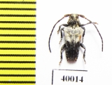 Pogonocherus dimidiatus  Russia, Far East - INSECTS-STORE.RU